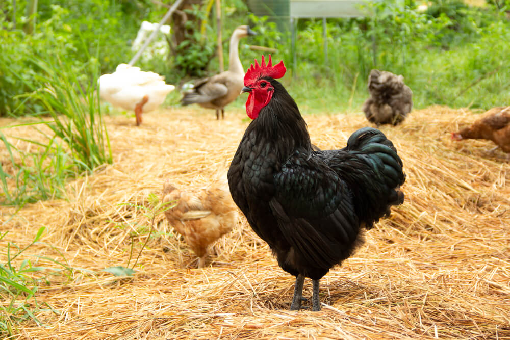 Black Australorp rooster exploring the farmyard with several feathery friends.