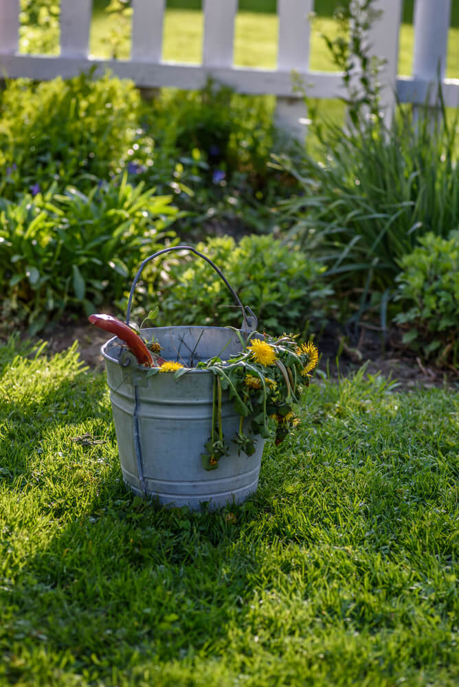 Bucket stuffed with pulled dandelion weeds from the garden.