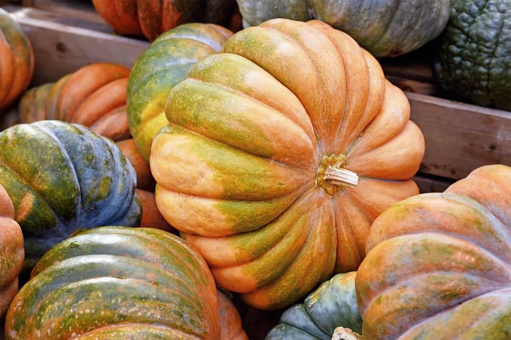 Colorful green and orange Musquee de Provence pumpkin pile.