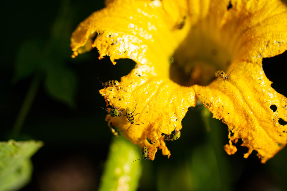 Cucumber beetles snacking on a yellow squash or cucumber flower.