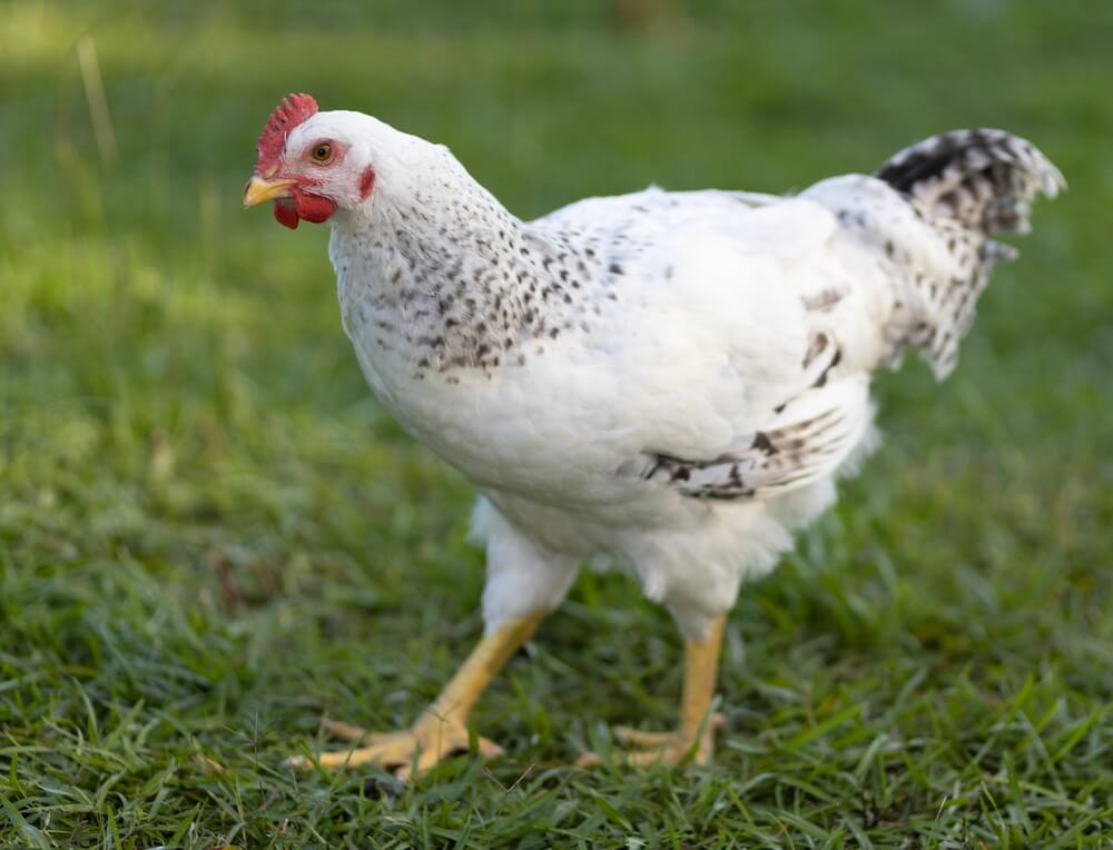Delaware chicken free ranging on an organic North Carolinian farm.