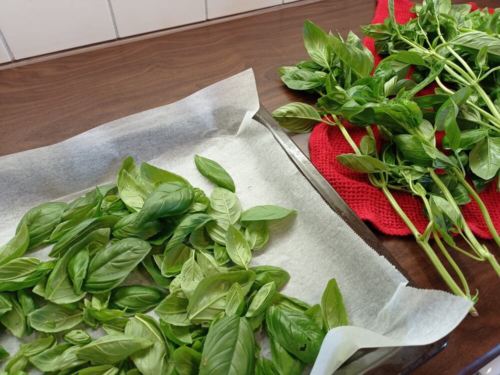 Drying some garden basil for storage or baking in the oven.
