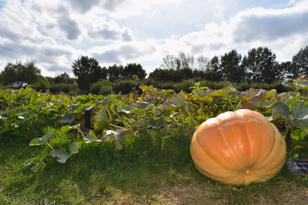 Epic monster Atlantic Giant pumpkin growing on a farm.