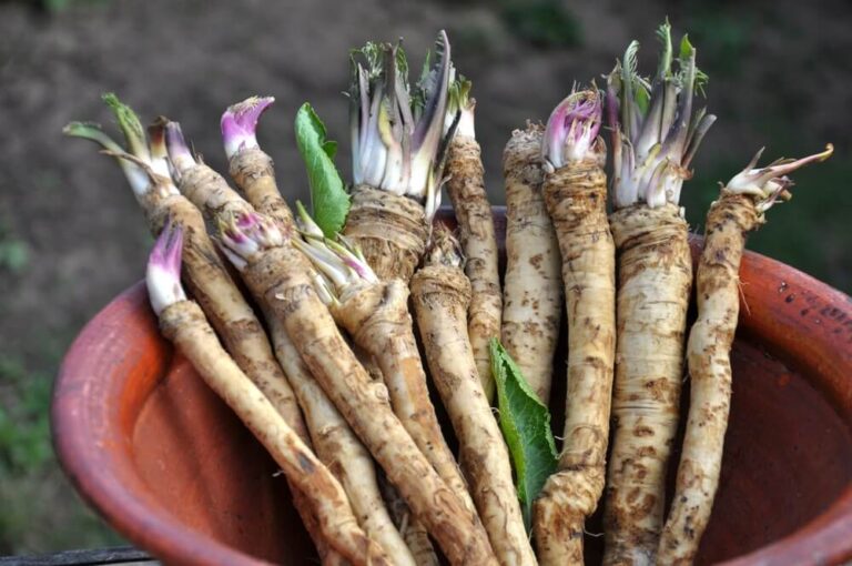 23 Best Root Crops For A Healthy And Hardy Survival Garden | Carrots ...
