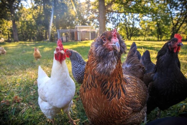 Funny and friendly chicken flock standing on the green grass.