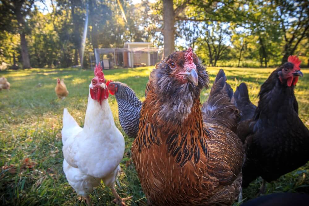 Funny and friendly chicken flock standing on the green grass.