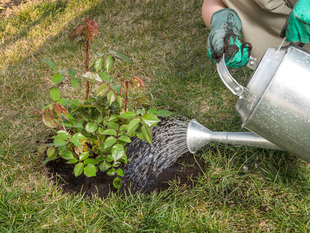 Gardener watering a new rose shrub after planting it in in the backyard food forest.