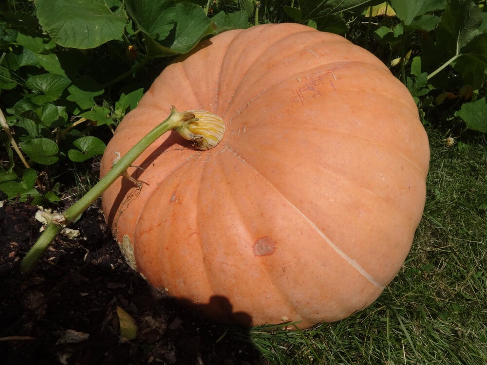Gigantic big max pumpkin growing in the garden.