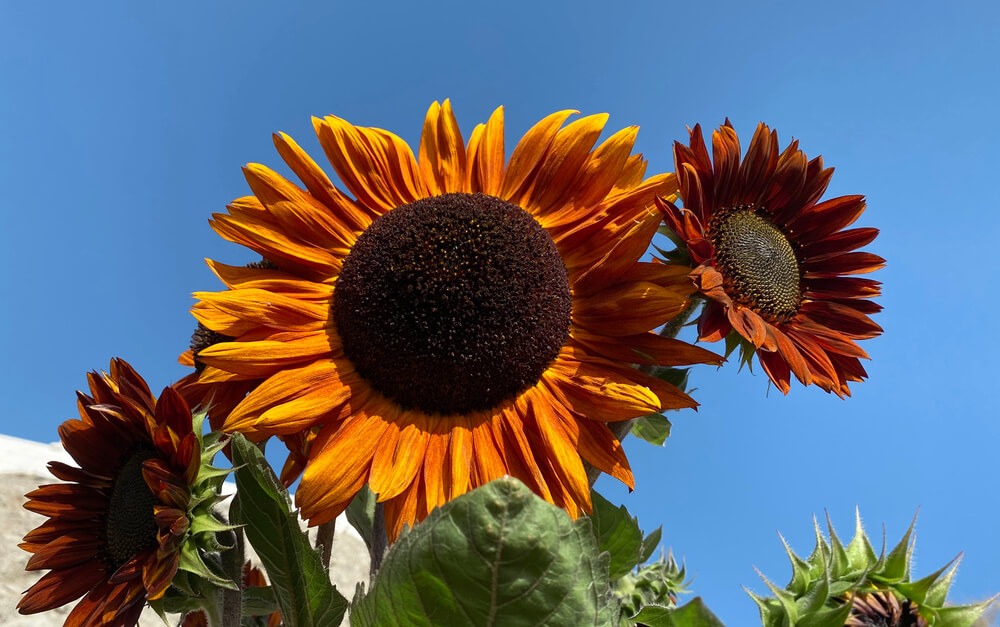 Gorgeous and massive orange and red sunflowers growing under a sunny blue sky.