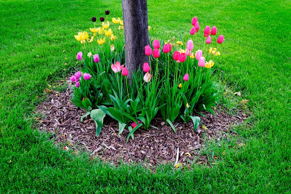 Gorgeous flower garden planted around a tree with organic bark mulch.