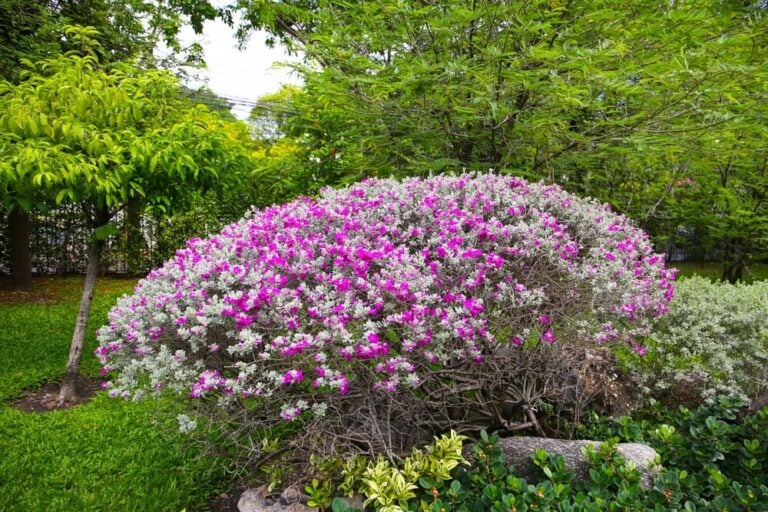 Gorgeous pink and white Leucophyllum frutescens shrub in the garden.