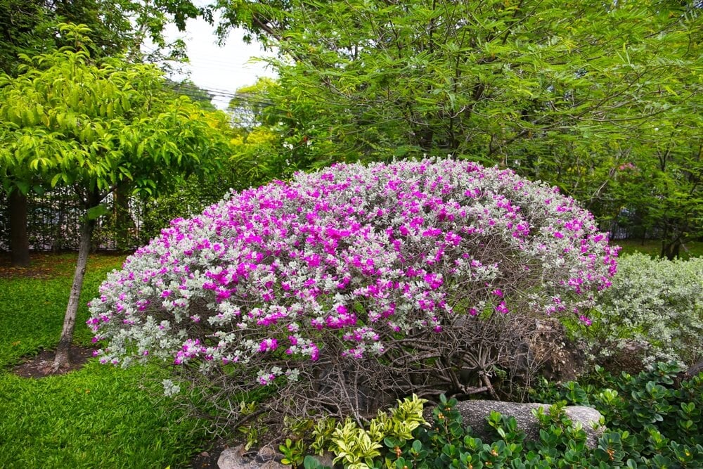 Gorgeous pink and white Leucophyllum frutescens shrub in the garden.