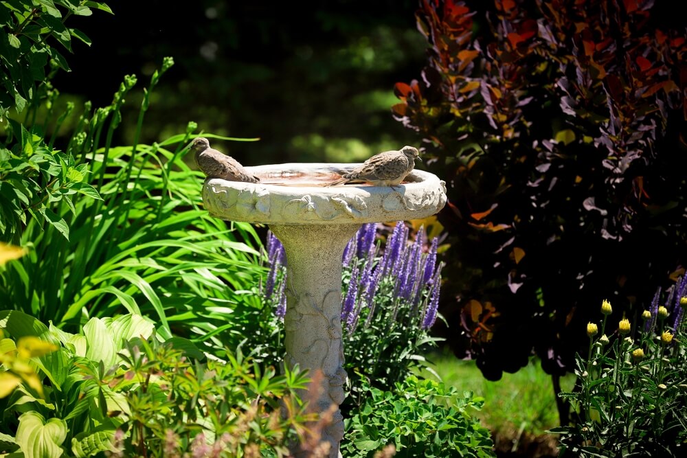Lovely baby mourning doves swimming in a bird bath.