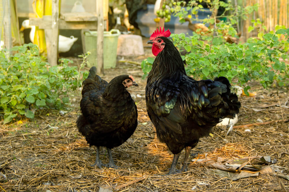 Lovely Black Australorp chickens exploring the farmyard on a sunny day.