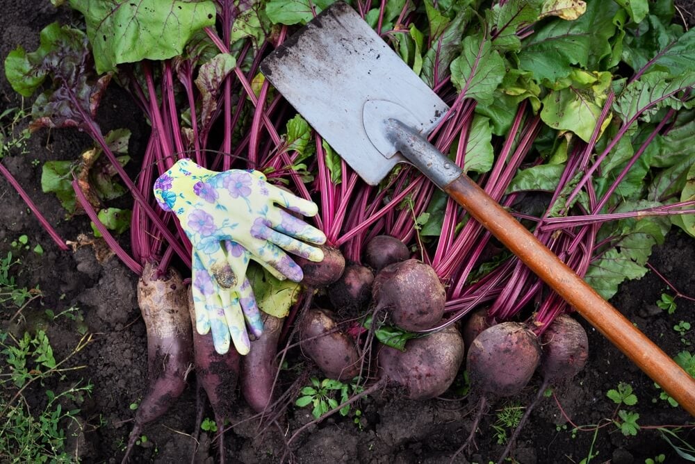 Lovely deep purple beets and leafy greens harvested from the garden.