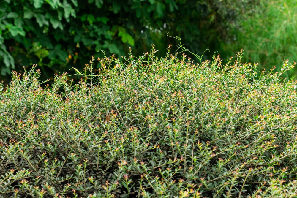 Lovely Dwarf Yaupon Holly Shrub growing wildly in the backyard garden.