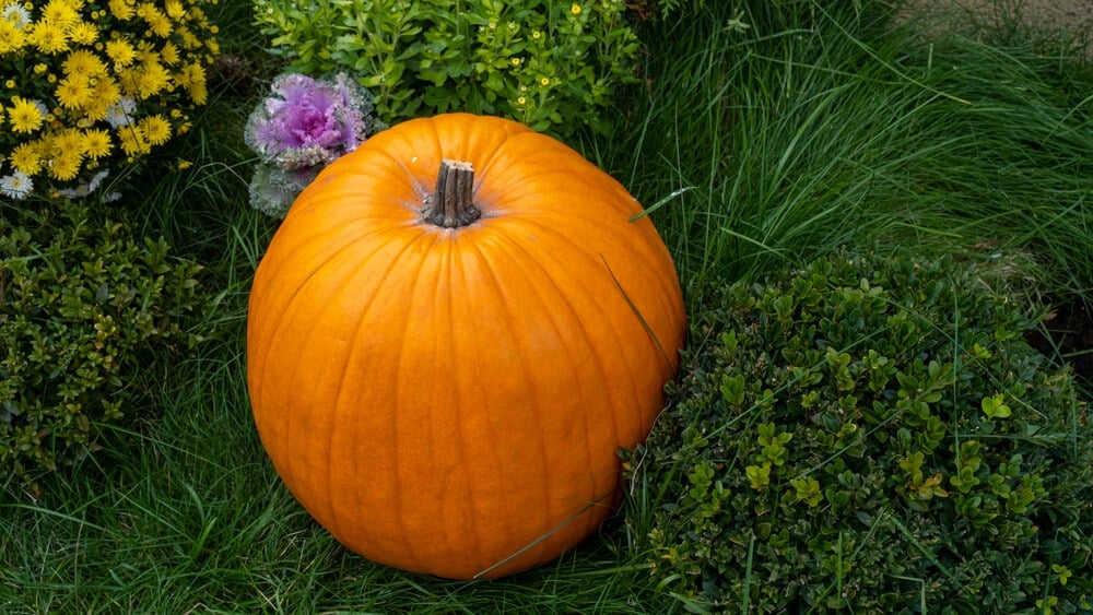 Lovely orange autumn gold pumpkin harvested from the garden.