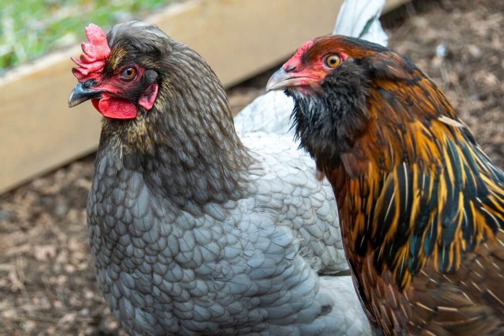 Lovely Sapphire Olive Egger and Easter Egger chickens exploring in the backyard.