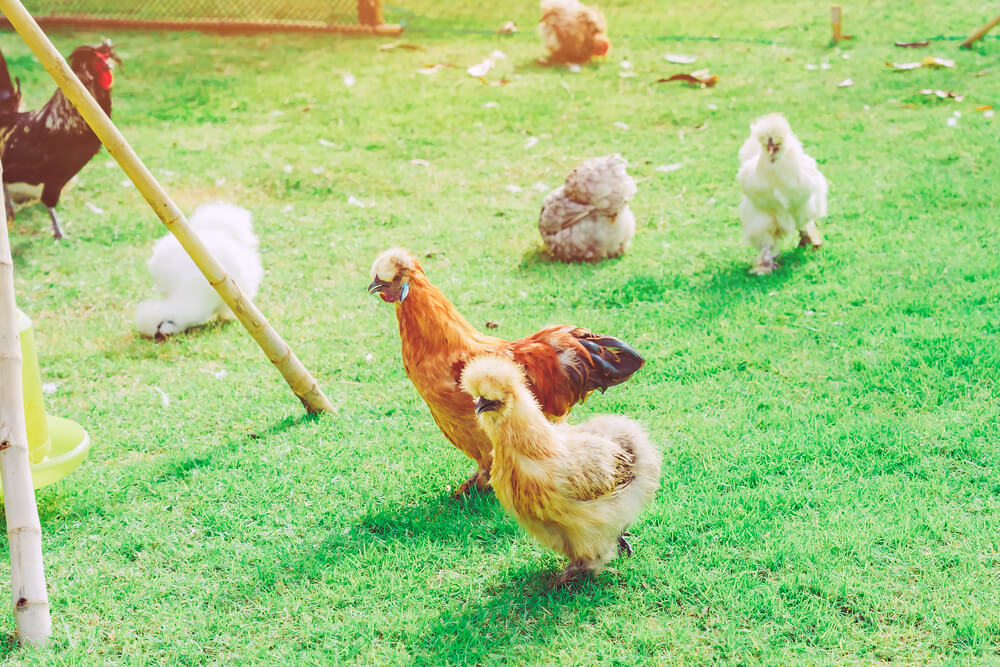 Many adorably fluffy chickens including some silkies exploring in the backyard.
