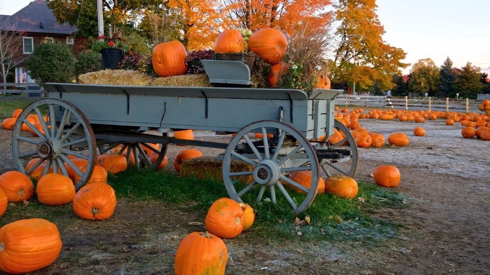 Many gorgeous orange pumpkins harvested and resting on an old wagon.