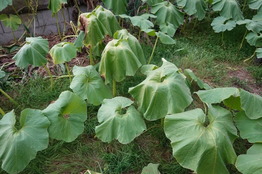 Massive pumpkin leaves that are wilted in the hot summer weather.
