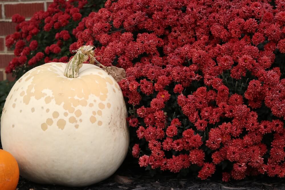 Polar bear pumpkin nestled among a gorgeous red chrysanthemum bush.