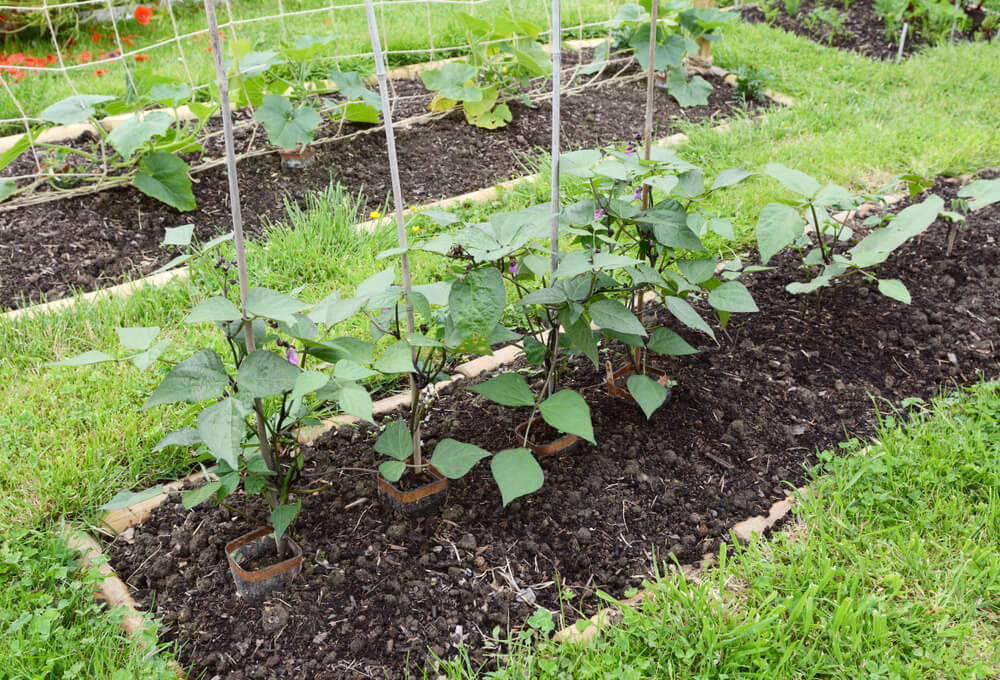 Row of dwarf bean plants grown in a successional planting system.