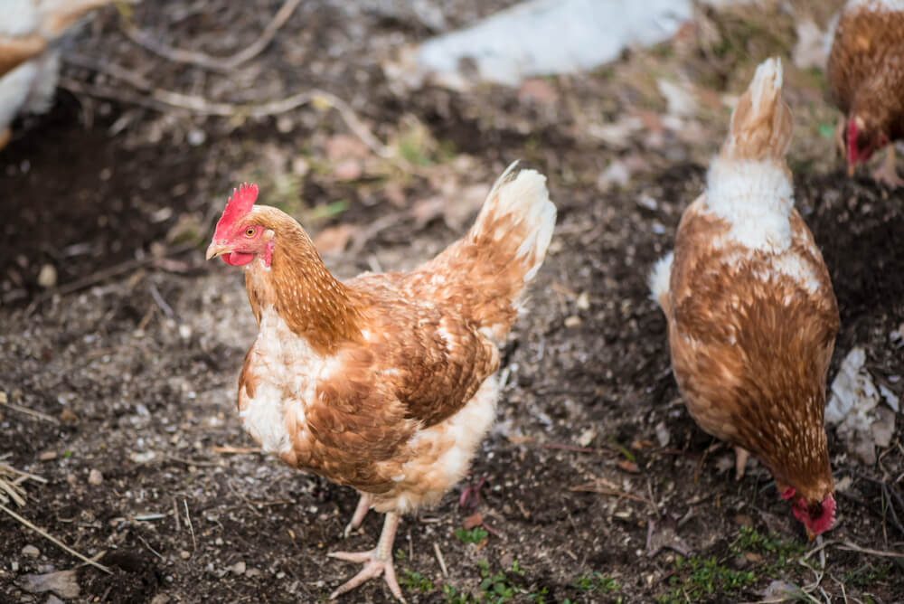 Several free range red sex link hens foraging in the backyard.