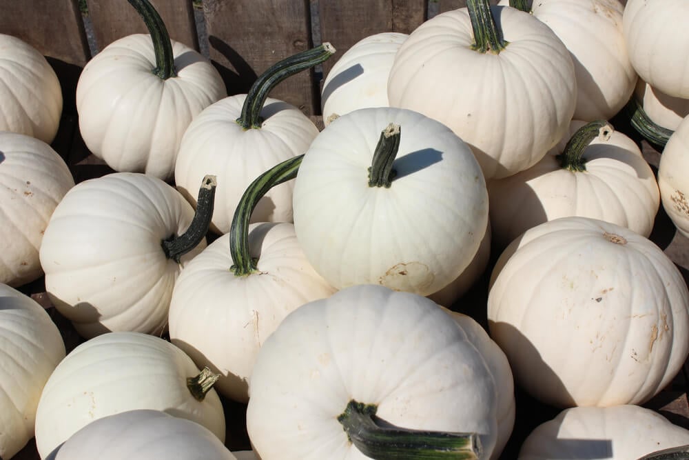 Striking white lumina pumpkins harvested from a Pennsylvanian pumpkin patch.
