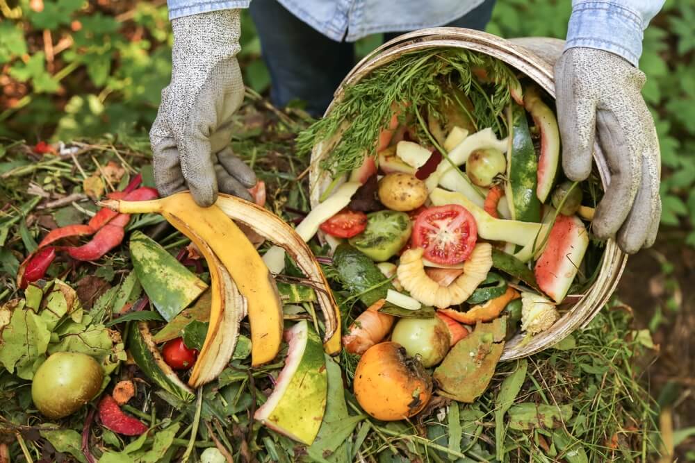 Summer compost heap pile with chopped weeds grass plants vegetable and fruit scraps.