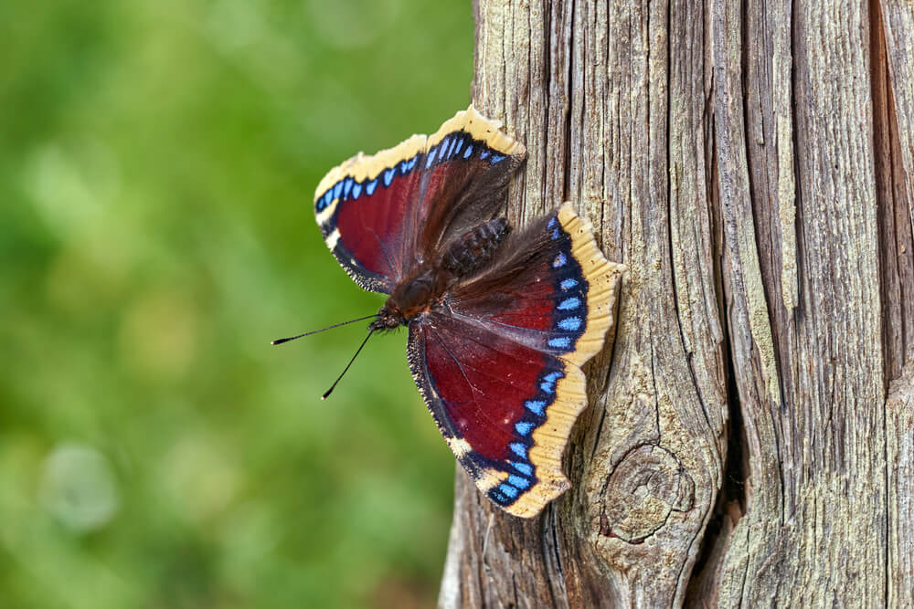 The Mourning Cloak or Nymphalis Antiopa butterfly resting on a tree trunk.