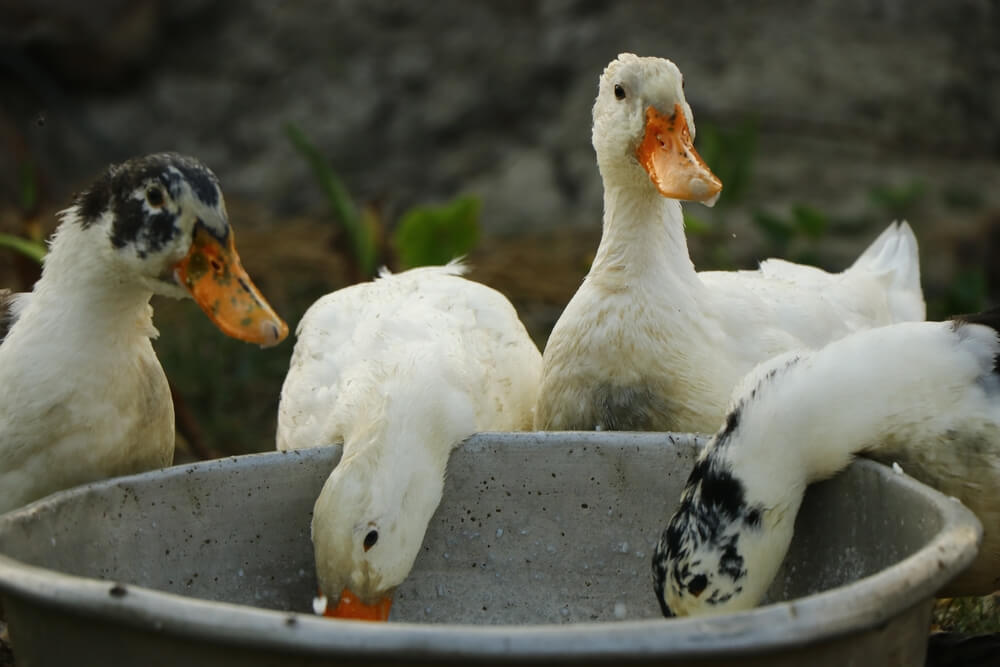 Thirsty farm ducks hydrating at the watering station showing.