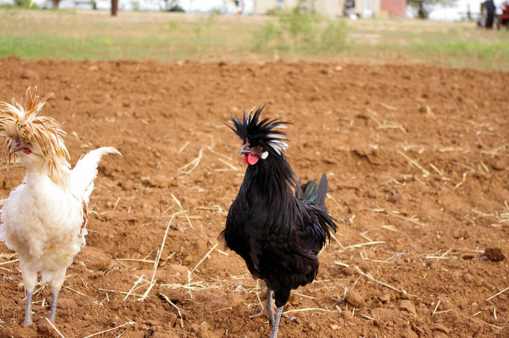 Two epic polish chickens exploring the backyard garden.
