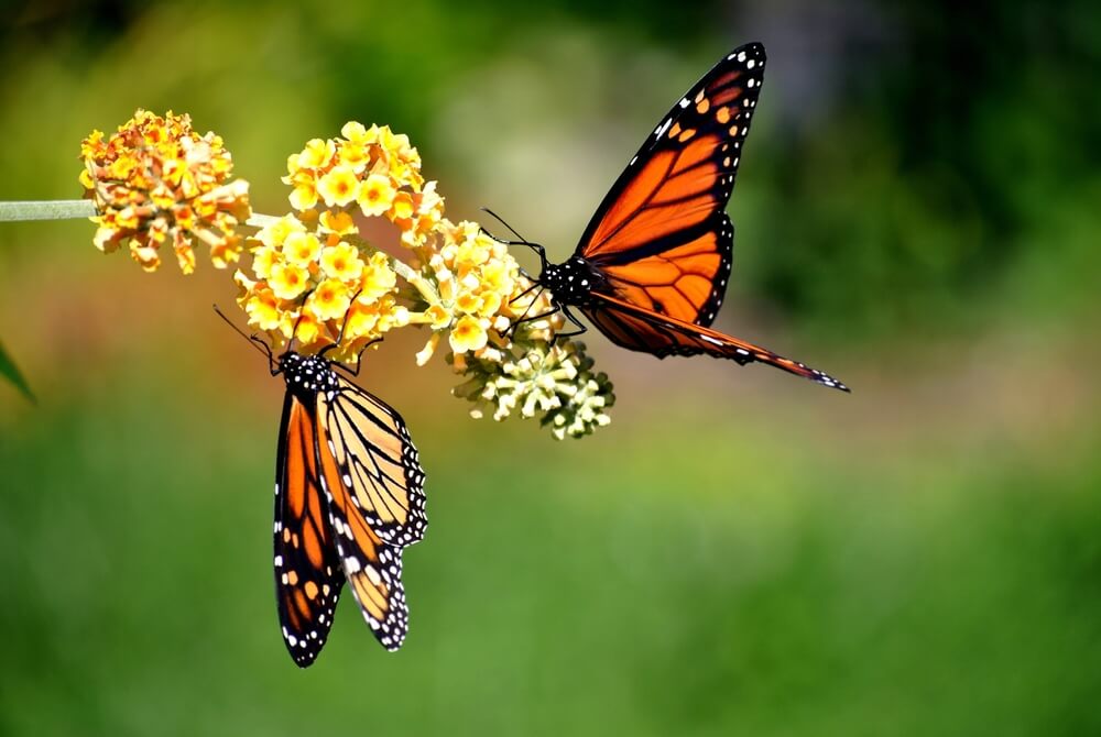 Two hungry Monarch butterflies visiting a blooming butterfly bush.