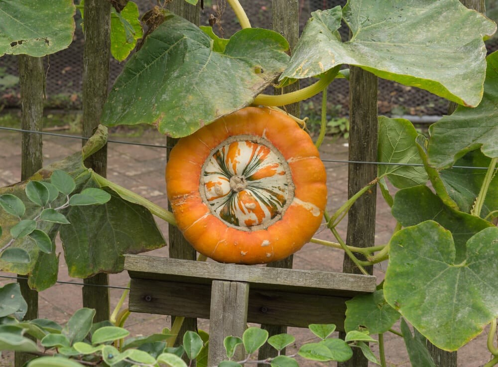 Unusual looking Turk's Turban pumpkin growing on the vine.