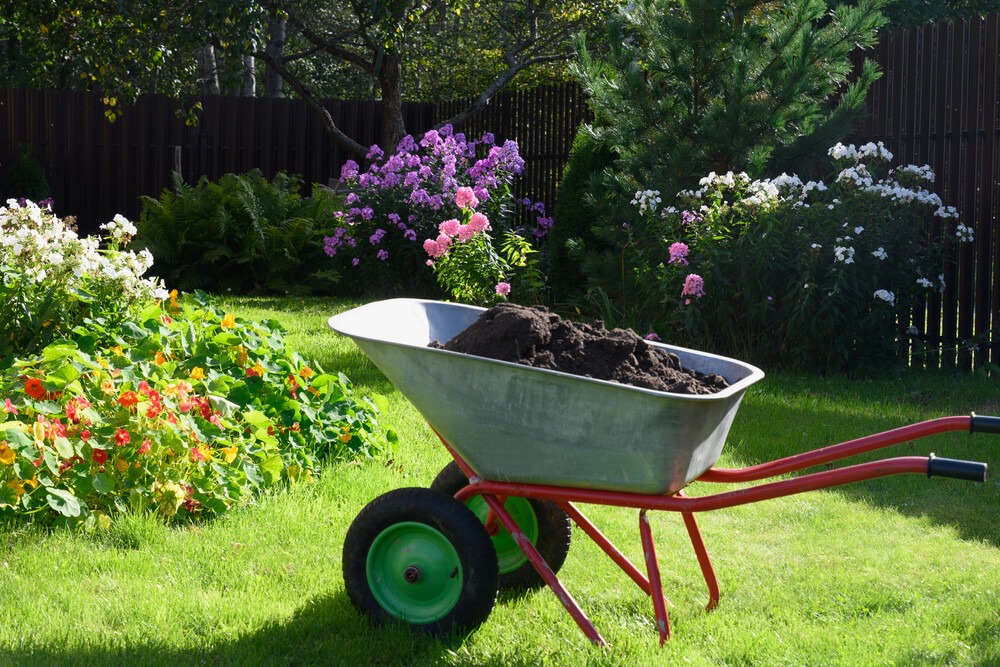 Wheelbarrow stuffed with compost on green lawn with gorgeous phlox flowers.
