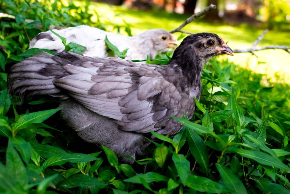 Young Langshan rooster resting outside in the backyard garden.