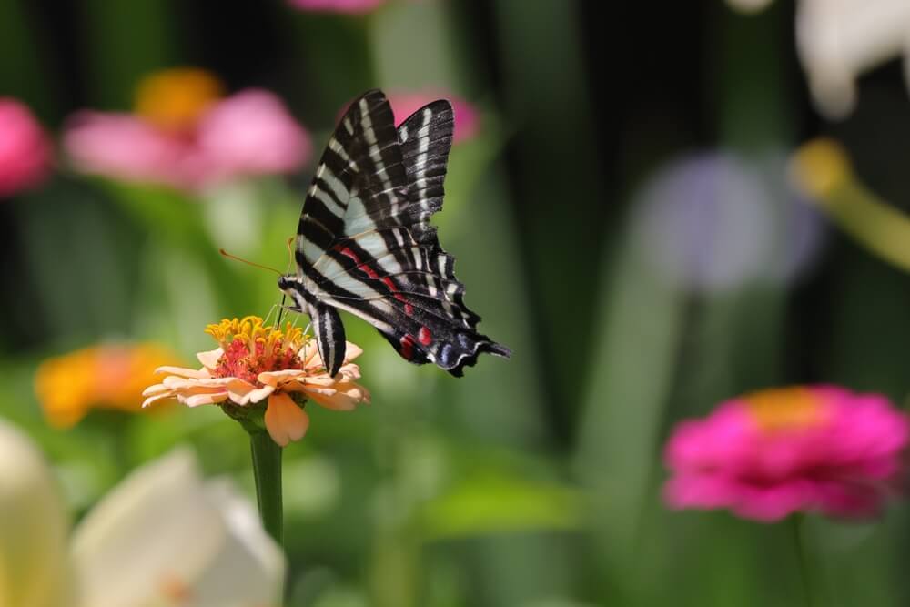 Zebra Swallowtail or Eurytides Marcellus butterfly visiting zinnia flowers in the garden.