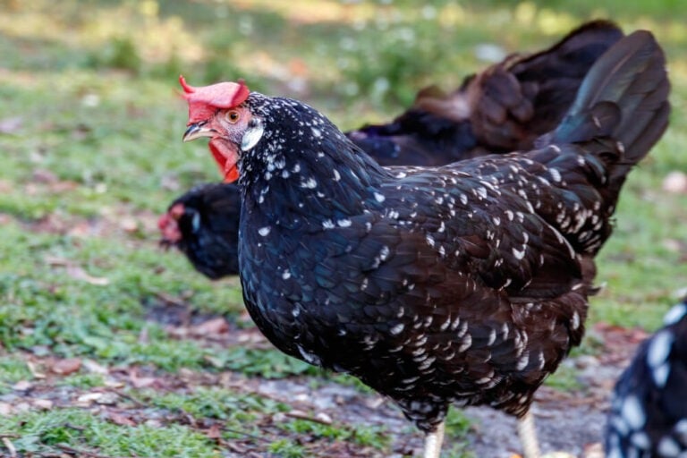 A beautiful Ancona chicken foraging on in the backyard with the flock.