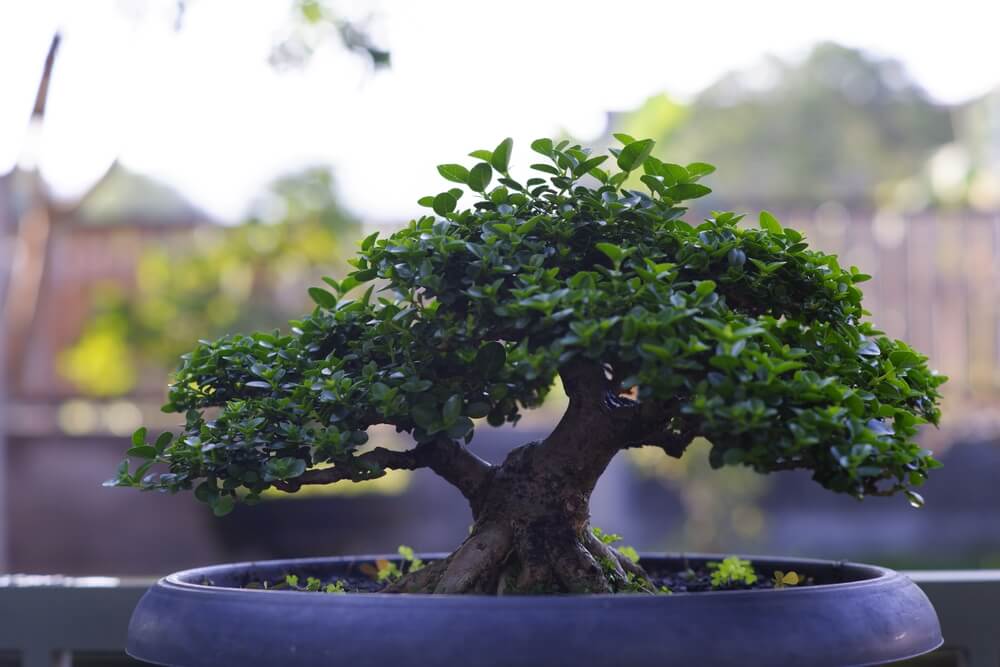 A beautiful and old bonsai tree growing in a round container.