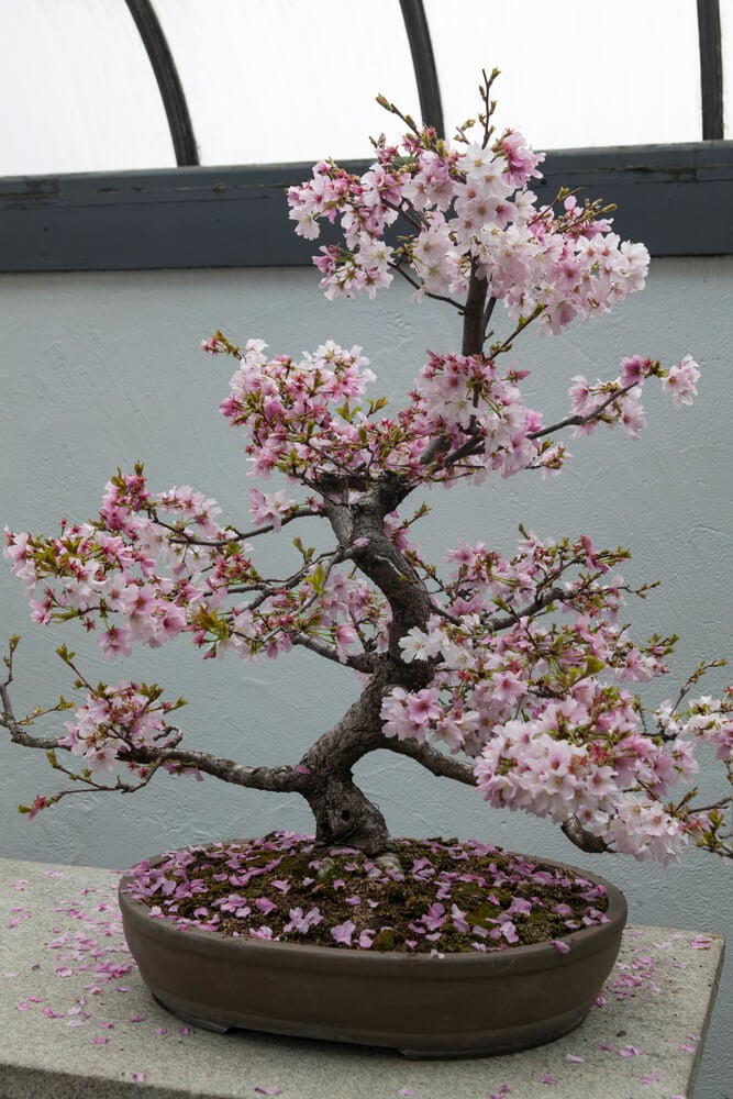 A beautiful cherry blossom bonsai tree growing in a small pot.
