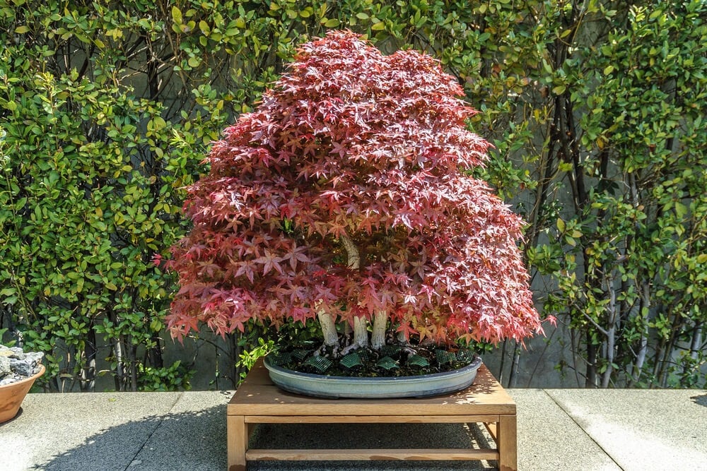 A beautiful Japanese maple bonsai tree growing in a large pot.