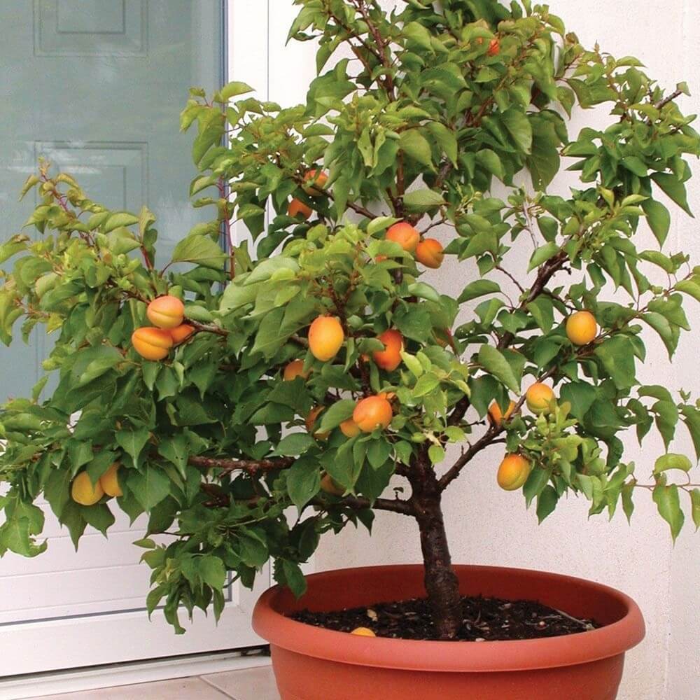 A beautiful potted apricot tree with orange fruits.
