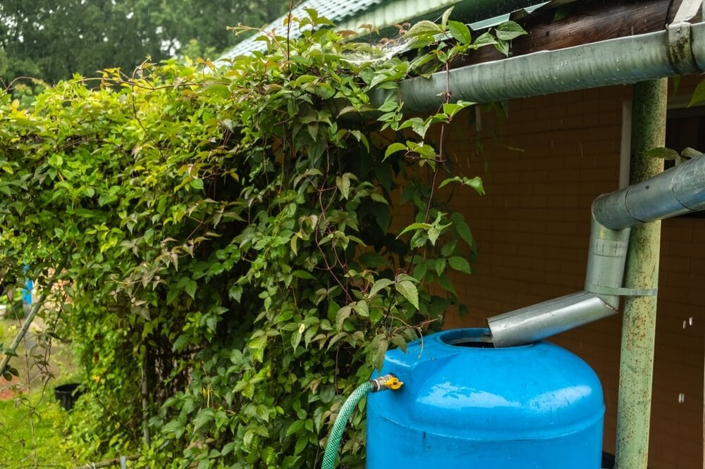 A blue water collection tank rain barrel for harvesting rainwater.