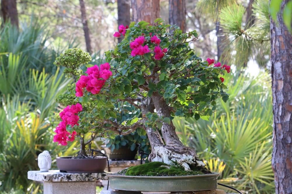 A breathtaking potted bougainvillea bonsai tree with bright pink beautiful flowers.