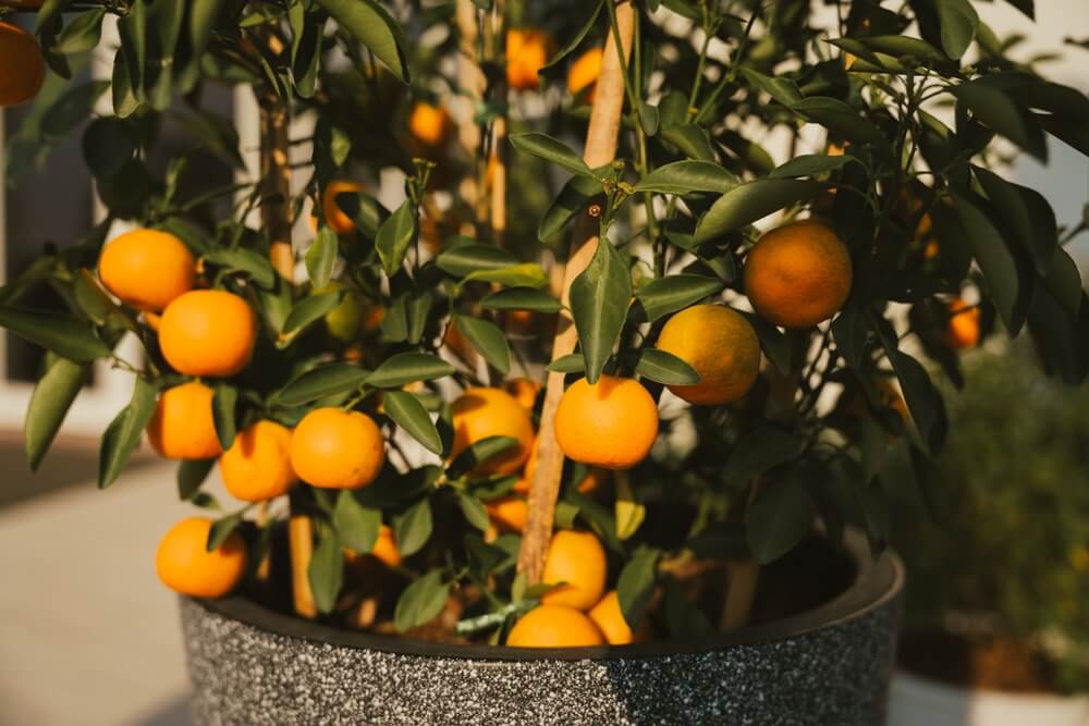A colorful and lush potted tangerine tree with ripe fruit.