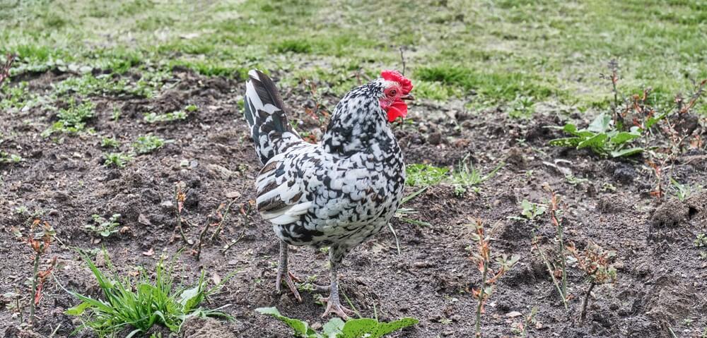 A curious Ancona chicken exploring and foraging in the garden.
