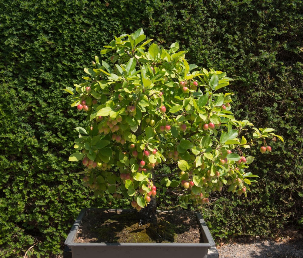 A dwarf crabapple bonsai tree growing in a lovely outdoor garden.