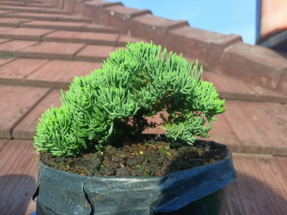 A dwarf juniper bonsai tree growing in a grow bag or pot.