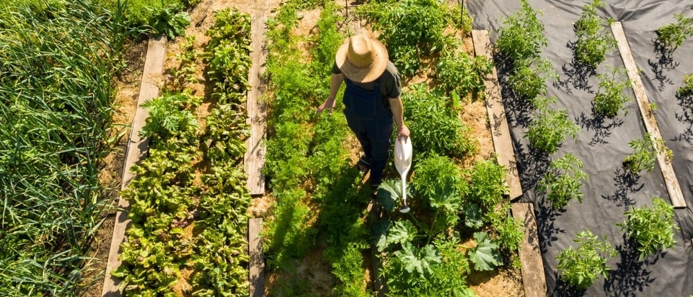 A farmer or homesteader standing in the middle of an epic and gorgeous green garden.